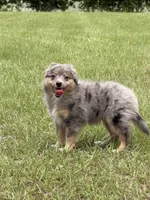 Axle , a male Toy Australian Shepherd for sale in Thomson, GA – 5 of 5
