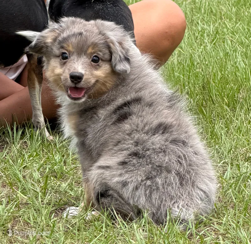 WEEKEND SPECIAL Axle  – Toy Australian Shepherd puppy for sale in Thomson, GA