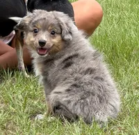 Axle , a male Toy Australian Shepherd for sale in Thomson, GA – 3 of 5
