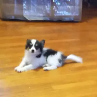 AKC Toby, a male Papillon for sale in Littlefield, TX – Photo 3 of 8