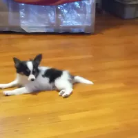 AKC Toby, a male Papillon for sale in Littlefield, TX – Photo 5 of 8