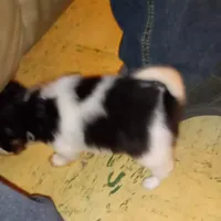 AKC Toby, a male Papillon for sale in Littlefield, TX – Photo 2 of 8