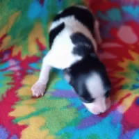 AKC Toby, a male Papillon for sale in Littlefield, TX – Photo 7 of 8