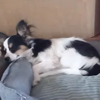 AKC Toby, a male Papillon for sale in Littlefield, TX – Photo 1 of 8