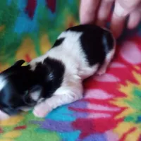 AKC Toby, a male Papillon for sale in Littlefield, TX – Photo 4 of 8