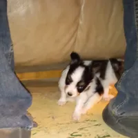 AKC Toby, a male Papillon for sale in Littlefield, TX – Photo 6 of 8