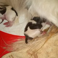 AKC Morgan, a male Papillon for sale in Littlefield, TX – Photo 7 of 7