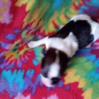 AKC Morgan, a male Papillon for sale in Littlefield, TX – Photo 5 of 7