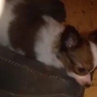 AKC Morgan, a male Papillon for sale in Littlefield, TX – Photo 6 of 7