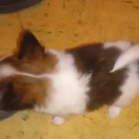 AKC Morgan, a male Papillon for sale in Littlefield, TX – Photo 2 of 7