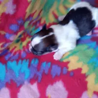 AKC Morgan, a male Papillon for sale in Littlefield, TX – Photo 4 of 7