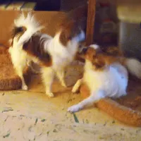 AKC Morgan, a male Papillon for sale in Littlefield, TX – Photo 1 of 7