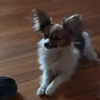 AKC Morgan, a male Papillon for sale in Littlefield, TX – Photo 3 of 7