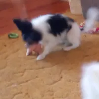 AKC CODY, a male Papillon for sale in Littlefield, TX – Photo 9 of 9