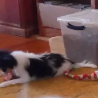 AKC CODY, a male Papillon for sale in Littlefield, TX – Photo 4 of 9