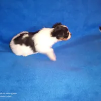 AKC CODY, a male Papillon for sale in Littlefield, TX – Photo 6 of 9