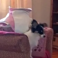 AKC CODY, a male Papillon for sale in Littlefield, TX – Photo 3 of 9