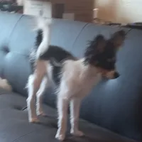 AKC CODY, a male Papillon for sale in Littlefield, TX – Photo 2 of 9