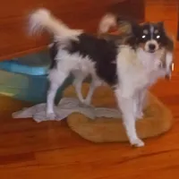 AKC CODY, a male Papillon for sale in Littlefield, TX – Photo 1 of 9