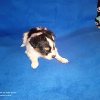 AKC CODY, a male Papillon for sale in Littlefield, TX – Photo 8 of 9