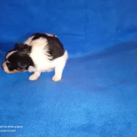 AKC CODY, a male Papillon for sale in Littlefield, TX – Photo 7 of 9