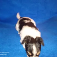 AKC CODY, a male Papillon for sale in Littlefield, TX – Photo 5 of 9