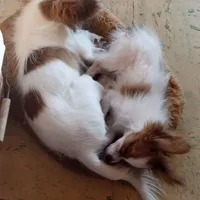 AKC CHIP, a male Papillon for sale in Littlefield, TX – Photo 8 of 8