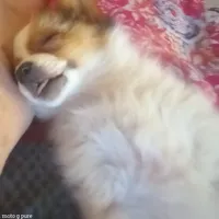 AKC CHIP, a male Papillon for sale in Littlefield, TX – Photo 4 of 8