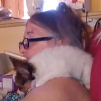 AKC CHIP, a male Papillon for sale in Littlefield, TX – Photo 7 of 8