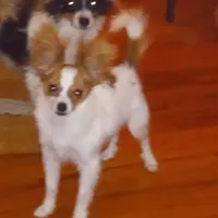 AKC CHIP, a male Papillon for sale in Littlefield, TX – Photo 1 of 8