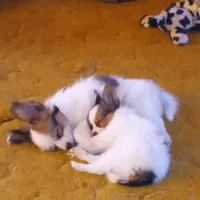 AKC CHIP, a male Papillon for sale in Littlefield, TX – Photo 5 of 8