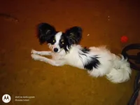 Hey Jude of Cordavonda, a male Papillon for sale in Littlefield, TX – Photo 2 of 4