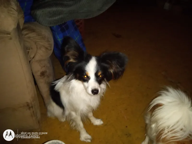 Hey Jude of Cordavonda