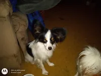 Hey Jude of Cordavonda, a male Papillon for sale in Littlefield, TX – Photo 1 of 4