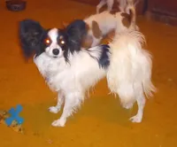Hey Jude of Cordavonda, a male Papillon for sale in Littlefield, TX – Photo 3 of 4