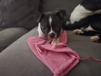 Kimba, a male Boston Terrier for sale in Middletown, OH – 7 of 9