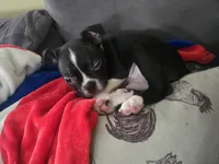 Kimba, a male Boston Terrier for sale in Middletown, OH – 5 of 9