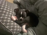 Kimba, a male Boston Terrier for sale in Middletown, OH – 9 of 9
