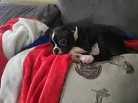 Kimba, a male Boston Terrier for sale in Middletown, OH – 3 of 9