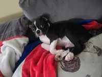 Kimba, a male Boston Terrier for sale in Middletown, OH – 2 of 9