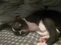 Kimba, a male Boston Terrier for sale in Middletown, OH – 8 of 9