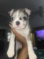 Sushi, a female Boston Terrier for sale in Middletown, OH – 2 of 2