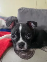 Kimba, a male Boston Terrier for sale in Middletown, OH – 4 of 9