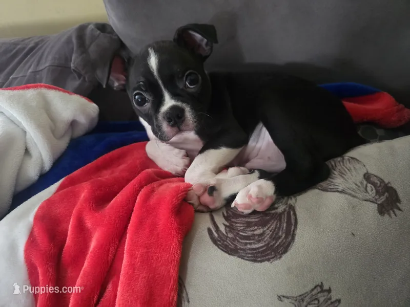 Kimba – Boston Terrier puppy for sale in Middletown, OH