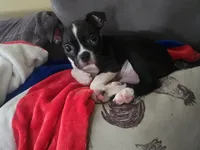 Kimba, a male Boston Terrier for sale in Middletown, OH – 1 of 9