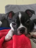 Kimba, a male Boston Terrier for sale in Middletown, OH – 6 of 9