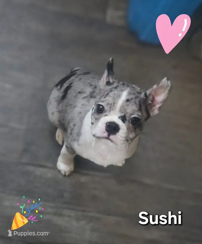 Sushi – Boston Terrier puppy for sale in Middletown, OH
