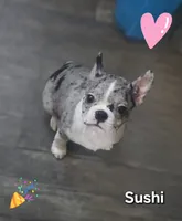 Sushi, a female Boston Terrier for sale in Middletown, OH – 1 of 2