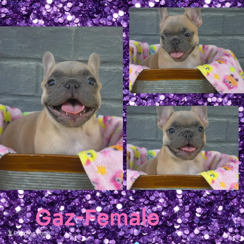 Gaz – French Bulldog puppy for sale in Foley, AL