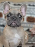 Gaz, a female French Bulldog for sale in Foley, AL – 3 of 10